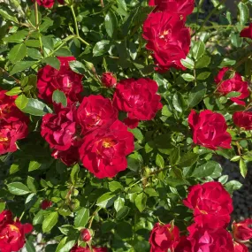 Rosa Gc Red Drift #3